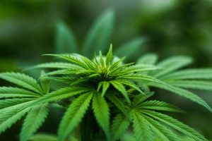 Cannabis-aktier: Knald eller fald